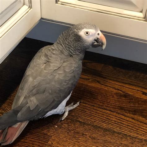 The toenails and beaks are also <strong>black</strong>. . African grey for sale 200